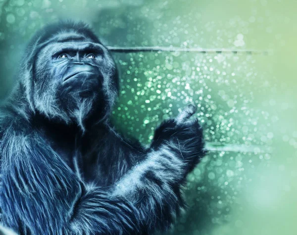 Gorilla auf Bokeh-Hintergrund — Stockfoto