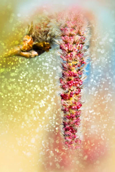 Red Alder, erkek küpesi. Bokeh, bulanıklık — Stok fotoğraf