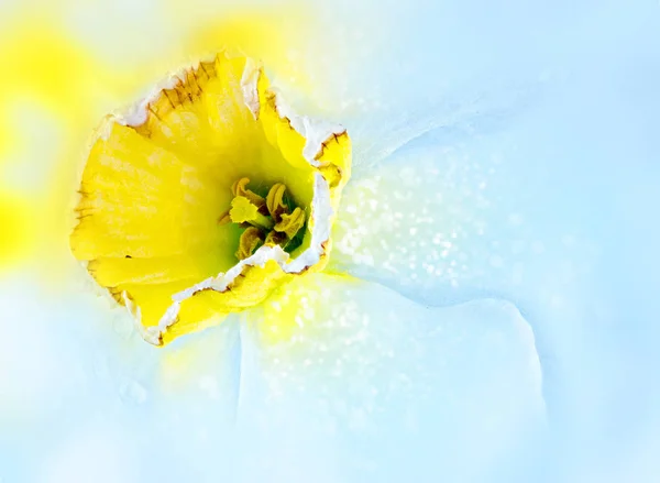 Narciso. Bokeh, borroso —  Fotos de Stock