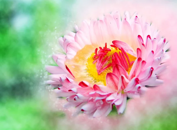 Daisy med dagg. Bokeh, oskärpa — Stockfoto