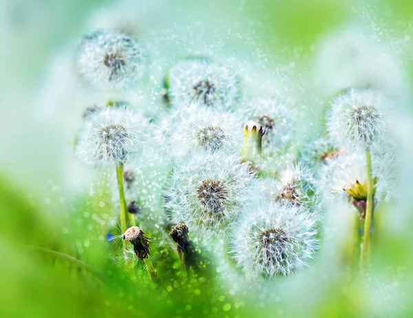 Dandelions. Bokeh, blur — Stock Photo, Image