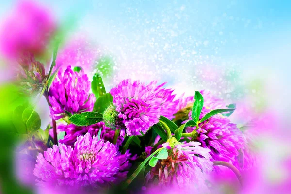 Bouquet di fiori trifoglio. Bokeh, sfocatura — Foto Stock