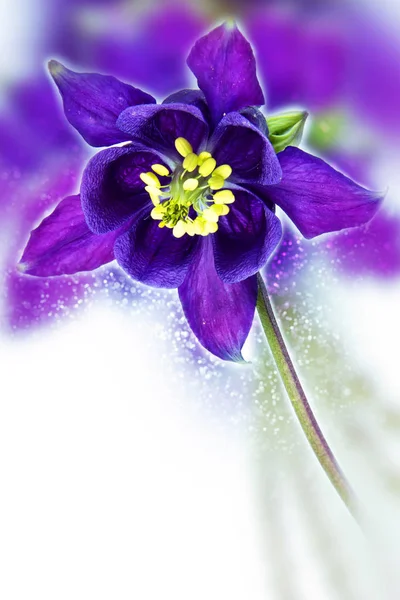 Columbine, Aquilegia or Granny bonnet. Bokeh, blur — Stock Photo, Image