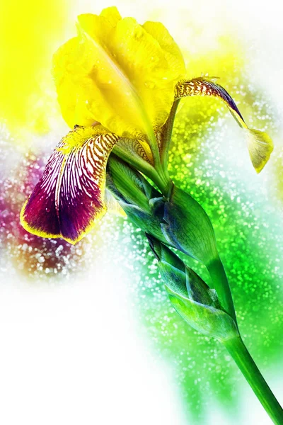 Iris. Bokeh, blur — Stock Fotó