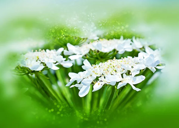 Heracleum virág. Bokeh, blur — Stock Fotó