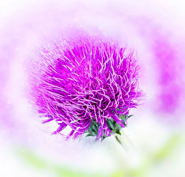 Knapweed. Bokeh, rozmycie — Zdjęcie stockowe