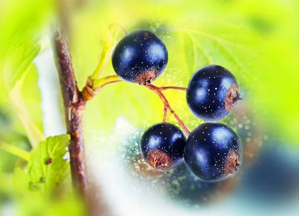 Blackcurrant. Bokeh, blur — Stock Photo, Image