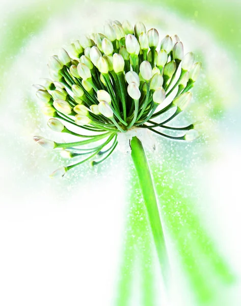 Welsh onion. Bokeh, blur — Stock Photo, Image