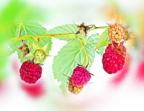 Raspberry. Bokeh, blur — Stock Photo, Image