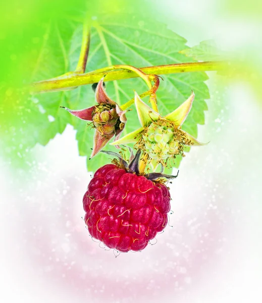 Raspberry. Bokeh, blur — Stock Photo, Image