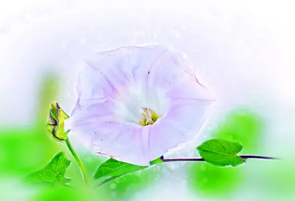 Bindweed (Convolvulus arvensis). Bokeh, blur — Stock Fotó