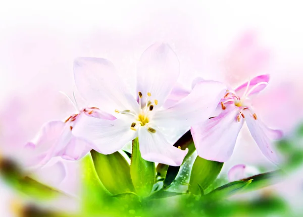 Bloeiende zoet geurende tabak. Bokeh, vervagen — Stockfoto