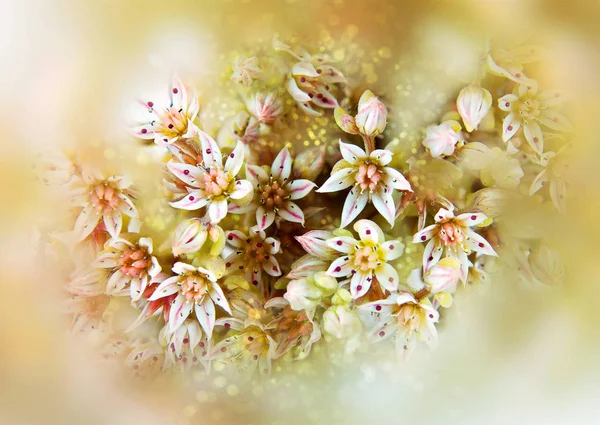 Sedum nebo horečnaté tráva. Bokeh, rozostření — Stock fotografie