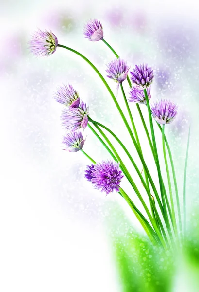 Mogyorósok virágok. Bokeh, blur — Stock Fotó