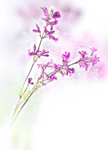 Silene viscaria. Bokeh, sfocatura — Foto Stock