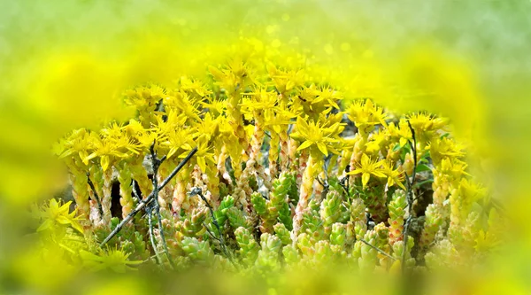 Sedum lub feverish trawy. Bokeh, rozmycie — Zdjęcie stockowe