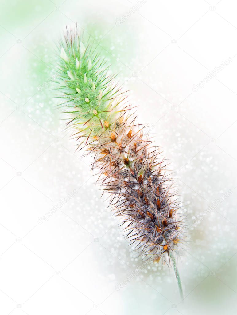 Clover. Trifolium arvense. Bokeh, blur 
