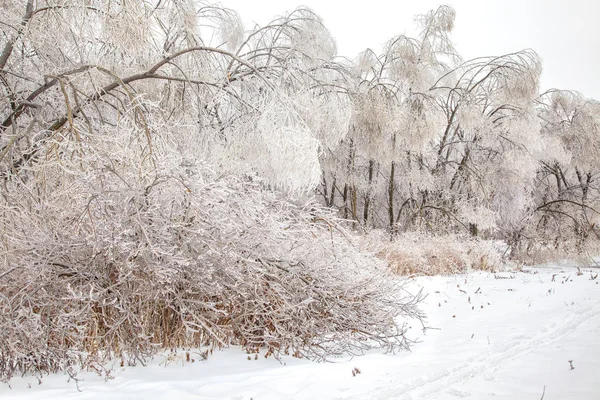 After freezing rain — Stock Photo, Image