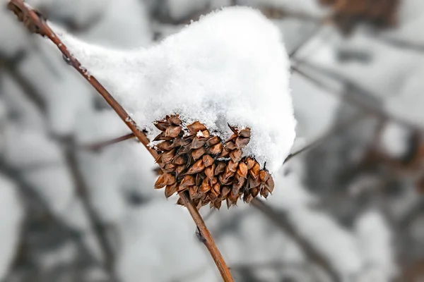 Zweig unter dem Schnee — Stockfoto