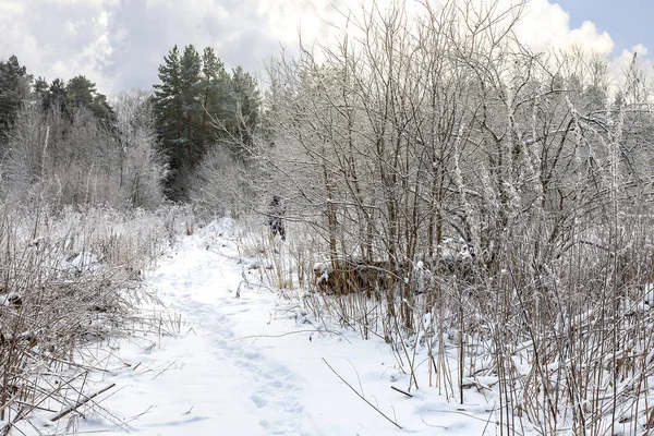 Sentier dans la forêt — Photo