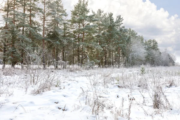 Rand van het bos in de winter — Stockfoto