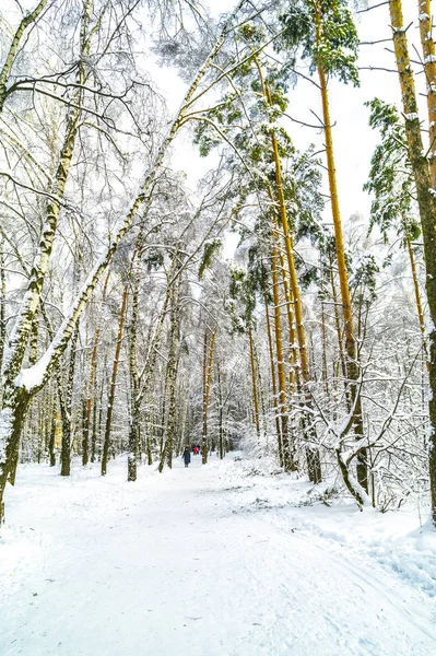 Sentier dans la forêt — Photo