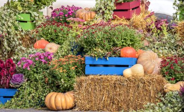 Kabak bir saman üzerinde