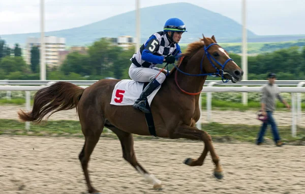 Ятигорську Російська Федерація Травня 2018 Horse Гонки Отримання Премії Переможця — стокове фото