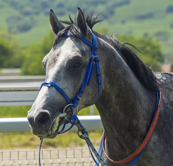 Portrait Gray Arabian Horse — Stock Photo, Image