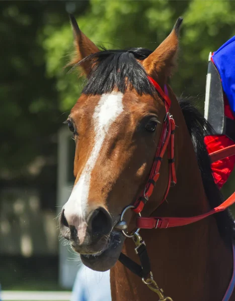 Portrait Bay Arabian Horse — Stock Photo, Image
