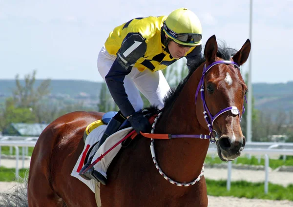 Πιατιγκόρσκ Ρωσία Μαΐου 2011 Horse Racing Για Βραβείο Από Vesenni — Φωτογραφία Αρχείου