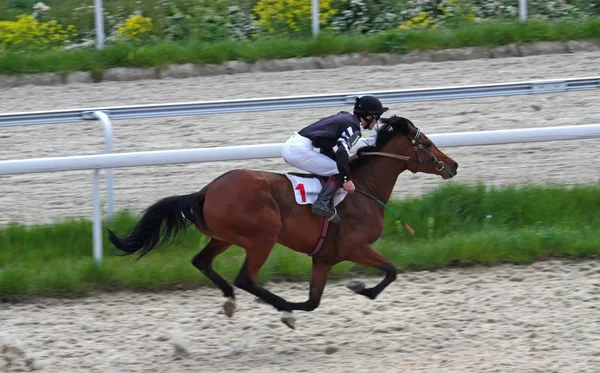 Pyatigorsk Russia May 2010 Horse Racing Prize Otkritia Pyatigorsk Caucasus — Stock Photo, Image