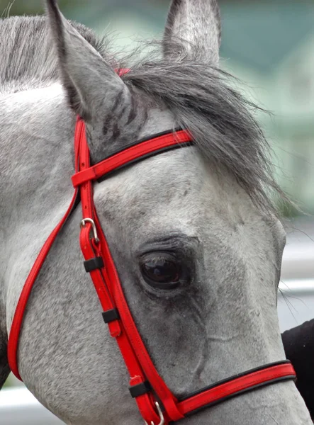 Retrato de caballo gris . — Foto de Stock