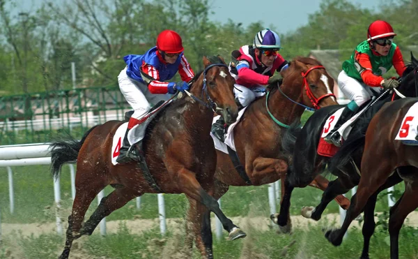 Ятигорську Російська Федерація Травня 2010 Horse Гонки Здобуття Премії Otkritia — стокове фото