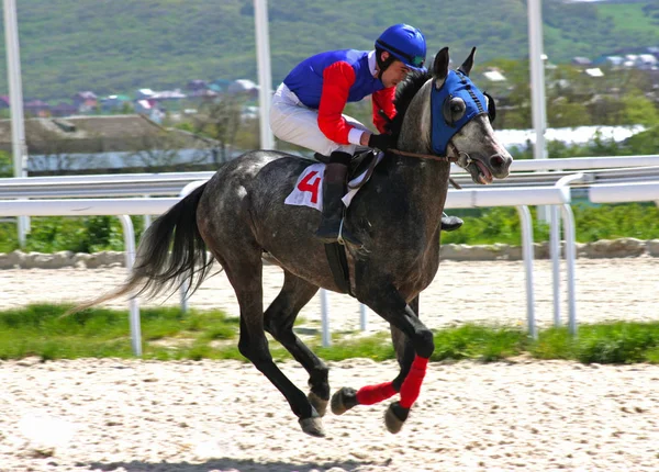 Πιατιγκόρσκ Ρωσία Μαΐου 2011 Horse Racing Για Βραβείο Από Otkritia — Φωτογραφία Αρχείου