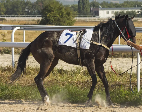 Caballo Travieso Siendo Domesticado Por Jinete Paddock Norte Del Cáucaso — Foto de Stock