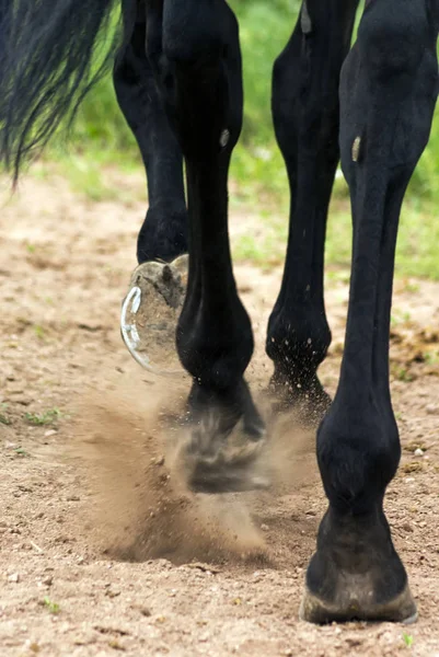 Running Horse Jumping Sand Racecourse — Stock Photo, Image