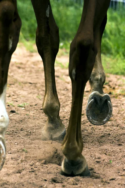 Toonaangevende Paard Wandelen Langs Het Zandpad — Stockfoto