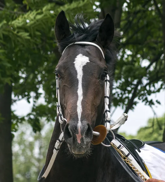Portrait of a thoroughbred horse after horse racing.