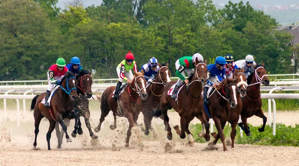 Pyatigorsk Rusia 2018 Mayo Empieza Carrera Caballos Por Premio Élite —  Fotos de Stock