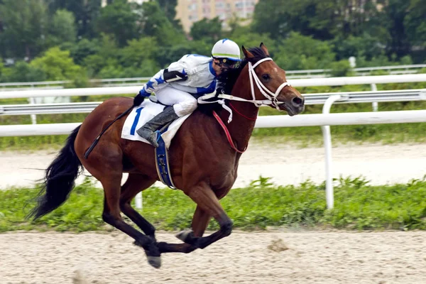 皮亚季戈尔斯克 272018 赛马为精华的奖在皮亚季戈尔斯克 高加索 大师赛马塔拉索夫在褐色种马 — 图库照片