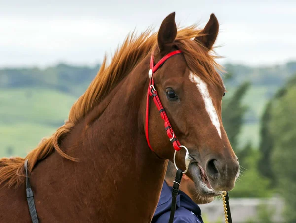 Portret Van Een Volbloed Paard Paardenrennen — Stockfoto