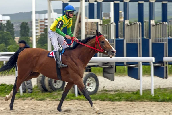 ピャチゴルスク ロシア連邦 2010 Horse Pyatigorsk Caucasus Russia の勝者 マスター限定の賞レースは騎手茶色スタリオン王子ゴラン高原 Gusein — ストック写真