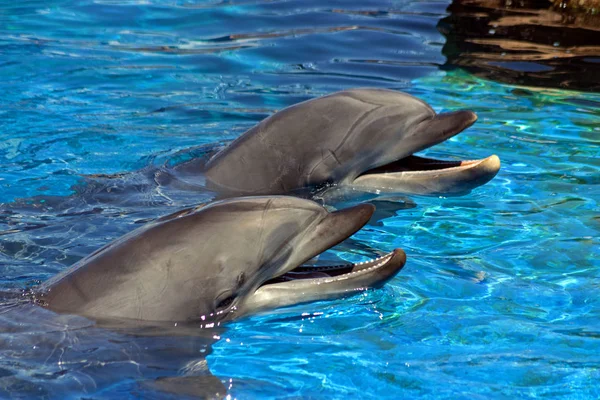 Two Dolphins Water Surface — Stock Photo, Image