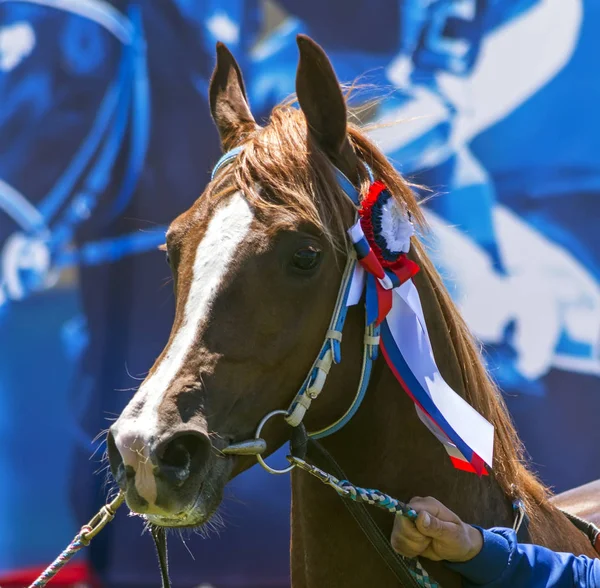 Pyatigorsk Russia June 2018 Galiego Winner Races Prize Honor Stallion — Stock Photo, Image