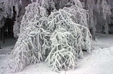 Kış karla kaplı şube Kuzey Kafkasya, Rusya'nın güzel bir titreşim ile ormanda.