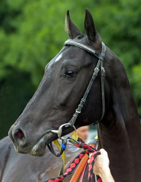 Retrato Cavalo Akhal Teke Após Corridas Cavalos — Fotografia de Stock
