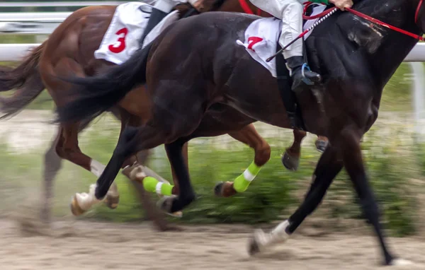 Pyatigorsk Ryssland Juni 2018 Horse Racing För Priset Den Coco — Stockfoto