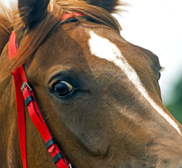 Ritratto Cavallo Purosangue Ippodromo — Foto Stock