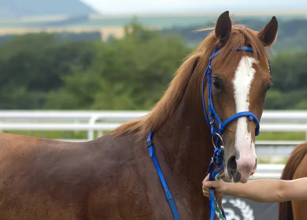 Pyatigorsk Russia June 2018 Portrait Thoroughbred Horse Horse Racing Great — Stock Photo, Image